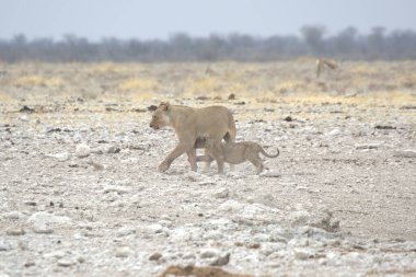 Beyaz aslan Etoşa Ulusal Parkı 'nda yürüyor, Namibya