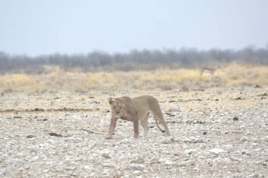 Aslan (etosha Milli Parkı) namibya