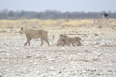 Aslan (panthera leo) ve aslan Namibya 'daki Etoşa Milli Parkı' nda