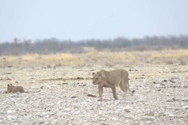 Kenya savanındaki aslan