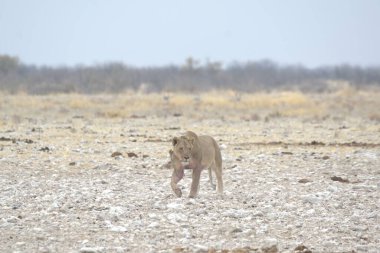 Vahşi beyaz bir köpek çöldeki kuru çimlerde yürüyor.