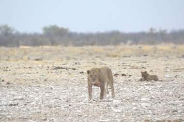 Kenya savanındaki Afrika fili