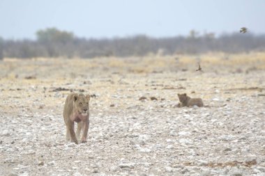 Kenya 'daki ulusal parktaki vahşi Afrika aslanı.