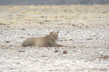 Namibya 'da beyaz aslan