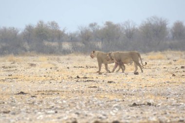 Savanadaki bir grup aslan.