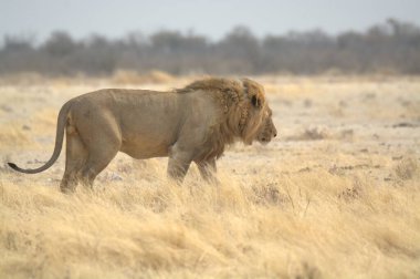 Kenya savanındaki aslan