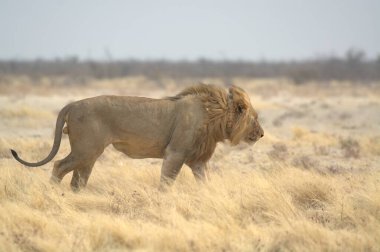 african lion in the kruger national park of the south africa