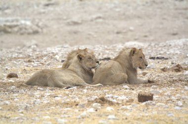 Yerdeki şirin aslanların yakın plan çekimi.