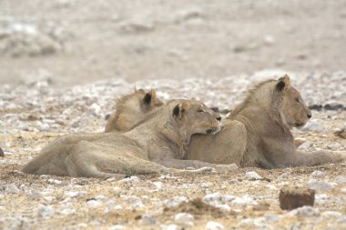 Kumda bir çift aslan.