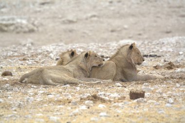 Çölde bir grup aslan.