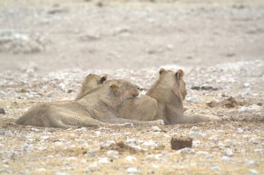 Namibya çölünde iki vahşi aslan
