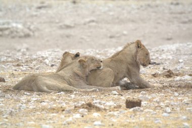 Bir çift aslan yerde yatıyordu.