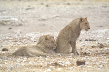Namibya 'da çölde iki aslan