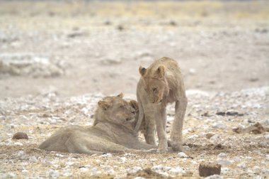 Etoşa 'daki genç aslanlar