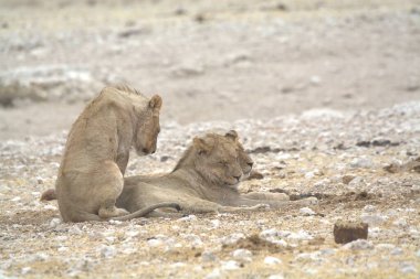 Etoşa 'daki aslanlar