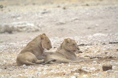 Aslanlar Savannah bir çift