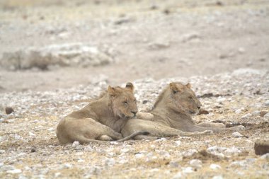 Aslan yavrusu kuru zeminde yatıyor.