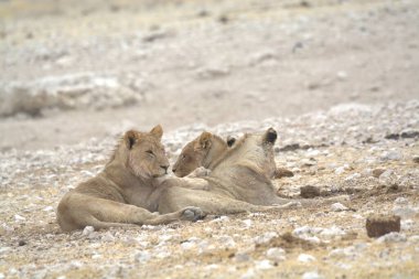 Yerde bir çift aslan var.