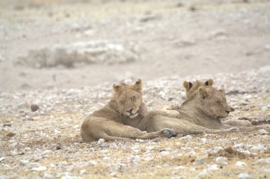 Namibya 'da beyaz aslan