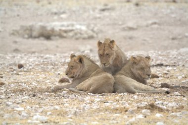 Savanadaki bir grup aslan.