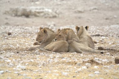 Çöldeki vahşi beyaz aslan