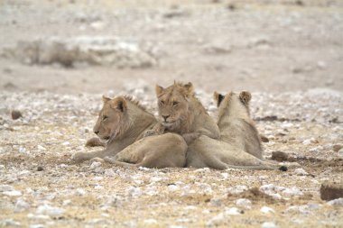 Çölde bir grup aslan.