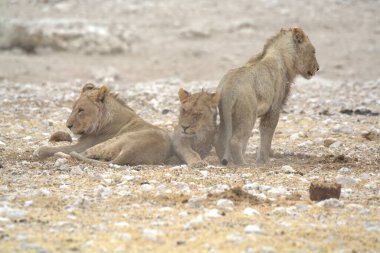 Savanadaki bir grup aslan.