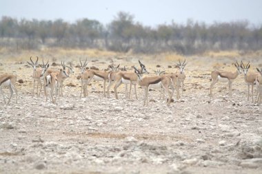 Beyaz kuyruklu geyik vahşi doğada