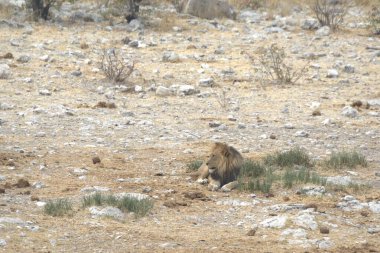Afrika aslanı Namibya 'nın güneyindeki Etoşa Milli Parkı' nda.