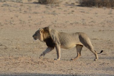 Afrika aslanı Afrika 'da.