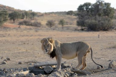 Vahşi doğada dişi aslan.