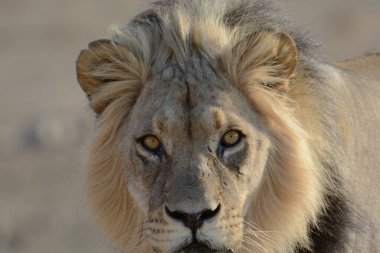 Aslan başı, yakın görünüm