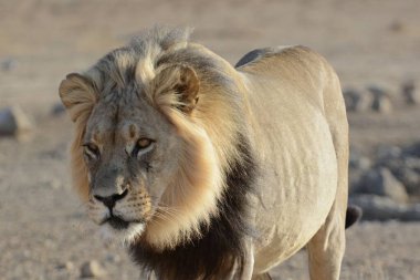 Etoşa Ulusal Parkı, Namibya 'da aslan