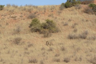 Vahşi hayvanlar, seçici odaklanma