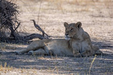 Dişi aslan su birikintisinde dinleniyor.