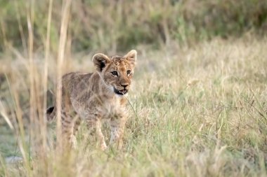 Afrika 'nın vahşi çitası