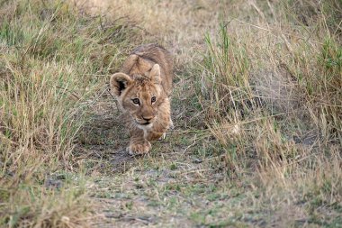 Savanada yürüyen bir aslan