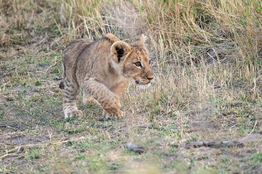 Aslan yavrusu kuru çimenlerde yürüyor.
