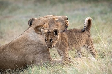 Aslan yavrusu kuru çimenlerde oynuyor.