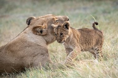 Savanada oynayan aslan yavrusu.