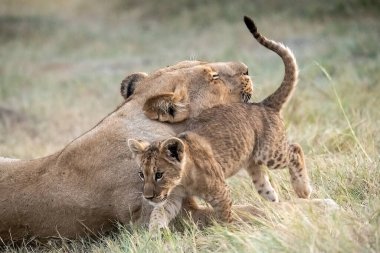 Birlikte oynayan aslan yavruları