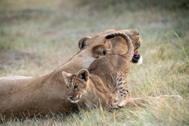 Aslanlar ve aslanlar vahşi doğada