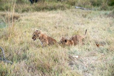 lion cub playing in the bush