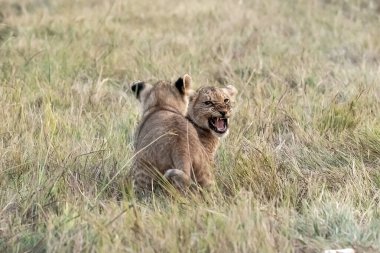 Aslan yavrusu kameraya doğru koşuyor.