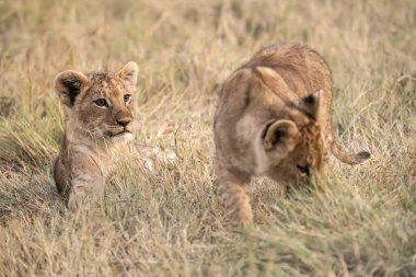 Aslan yavrusu çimlerde