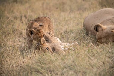 Aslan yavrusu çimenlerde yatıyor.