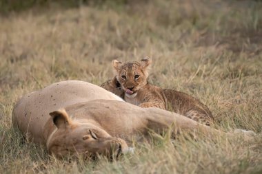 Genç aslanlar çimlerde