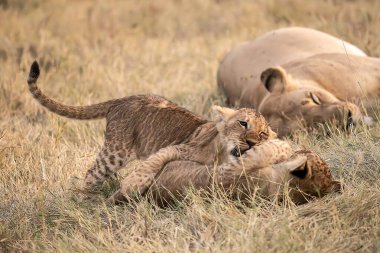 Kruger parkında çimenlerde oynayan aslan yavruları..