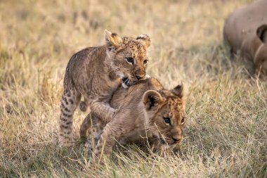 Anne aslan ve yavru otların arasında..