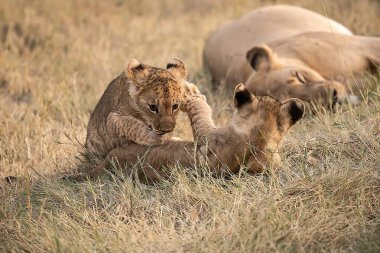 Dişi aslan ve yavrusu çimenlerde oynuyorlar.